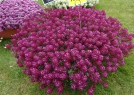 smagliczka-nadmorska-cudnie-pachnie-na-balkon-roz