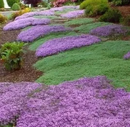 macierzanka-piaskowa-moze-zastapic-trawe-01g-lilioworozowa-super-pachnaca