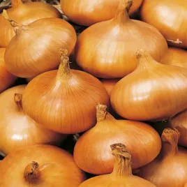 cebula-stuttgarter-riesen-nasiona-warzyw-cebuli-kremowy-lekko-ostry-smak