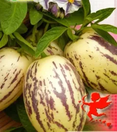 pepino-ogrodowe-nasiona-wieloletnie-smak-ananasa-gruszki-melona-10szt-toraf