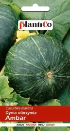 dynia-olbrzymia-ambar-do-przechowywania-nasiona-5g-plantico