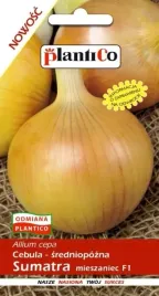 cebula-zolta-sumatra-f1-sredniopozna-5g-bardzo-plenna-nasiona