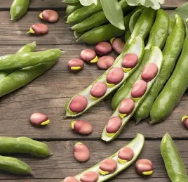 bob-karmazyn-fioletowy-bardzo-plenny-latwy-w-uprawie-swieze-nasiona-bobu