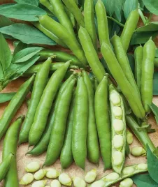 bob-hangdown-bialy-bardzo-duze-zbiory-swieze-nasiona-bobu-az-50g