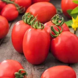 pomidory-frodo-lima-wczesny-plenny-miaz-itensywny-soki-nasiona-1-g