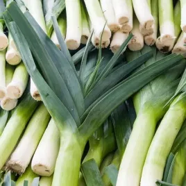 por-blauwgroene-winter-bialy-1g-nasiona-pozna-zimujaca