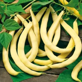 fasola-szpar-karlowa-zolta-supernano-giallo-nasiona-koloru-czarnego-20g