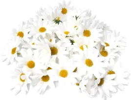 margerytka-stokrotka-glowka-rumianek-wiosna-50-sztuk-sztuczne-kwiaty