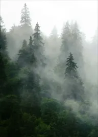 plakat-plakaty-do-ramki-las-mgla-drzewa-50x70