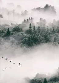 plakat-plakaty-do-ramki-las-mgla-drzewa-50x70