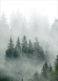 plakat-plakaty-do-ramki-las-mgla-drzewa-50x70