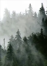 plakat-plakaty-do-ramki-las-mgla-drzewa-50x70