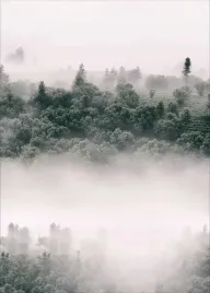 plakat-plakaty-do-ramki-las-mgla-drzewa-50x70