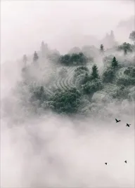 plakat-plakaty-do-ramki-las-mgla-drzewa-50x70