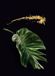 monstera-plakat-plakaty-do-ramki-b2-70x50cm