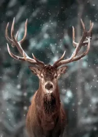 jelen-las-plakat-plakaty-b2-70x50cm-papier200