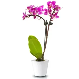 oslonka-ceramiczna-na-storczyki-17-cm-biala-dekoracyjna