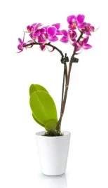 doniczka-ceramiczna-na-kwiaty-biala-dekoracyjna-15-cm