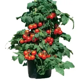 pomidor-vilma-koktajlowy-balkonowy-do-pojemnikow-obfite-zbiory-nasiona-05g