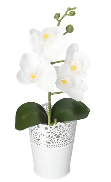 storczyk-orchidea-do-doniczki-38cm-4-glowki-rodzaj-liscie