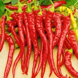 nasiona-papryka-slodka-artist-05g-wczesna-male-papryczki-nasiona