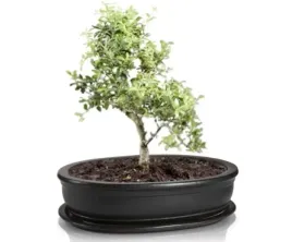 doniczka-na-bonsai-z-podstawka-owalna-grafitowa-25-cm