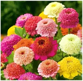 nasiona-cynia-skabiozowa-mix-kolorow-silnie-pachnaca-duze-kwiaty-pelne-1-g