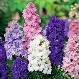 ostrozka-letnia-mix-kolorow-jednoroczna-przyciaga-motyle-pszczoly