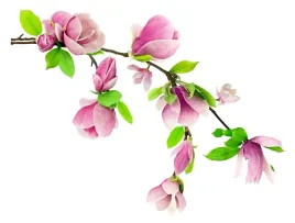 zestaw-duza-naklejka-na-sciane-szybe-szklo-magnolia-ds-410-10