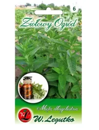 mieta-dlugolistna-01-g-wieloletnia-do-naparow-lodow-plenna-nasiona-legutko