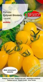 pomidor-koktajlowy-cytrynek-groniasty-zolty-01g-plenny-600-sztuk-z-krzaka