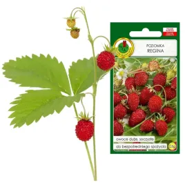 nasiona-poziomka-regina-duza-soczysta-plenna-armoatyczna