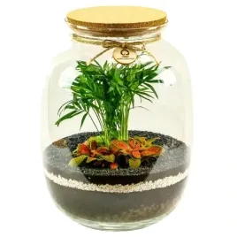 mikroklimat-las-w-sloiku-33cm-chamedora-fittonia-dekoracja-ozdoba-domowa