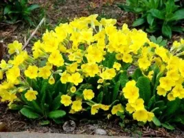 pierwiosnek-zolty-primula-zolta-veris-valentinered-sadzonka