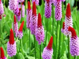 pierwiosnek-vialli-primula-rozowo-czerwony-valentinered-sadzonka