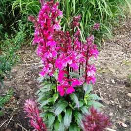 lobelia-rose-princess-1szt-intensywnie-rozowa-przyciaga-motyle-owady-w469