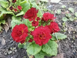pierwiosnek-rozowy-primula-rozowa-valentinered-sadzonka