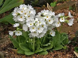 pierwiosnek-bialy-primula-biala-denticulata-sadzonka