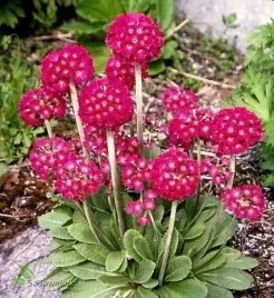 pierwiosnek-czerwona-primula-czerwona-denticulata-sadzonka