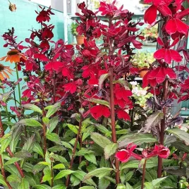 lobelia-rose-princess-1szt-czerwona-przyciaga-motyle-owady-w469
