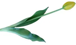 tulipan-gumowany-zolty-sztuczny-kwiat-jak-zywy