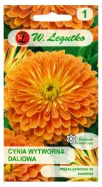 cynia-wytworna-daliowa-eldorado-morelowa-brzoskwiniowa-nasiona-legutko