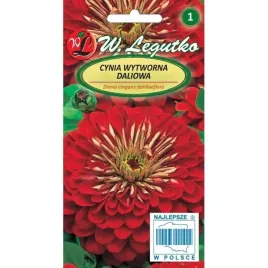 cynia-wytworna-daliowa-scarlett-flame-bordowa-czerwona-nasiona-legutko