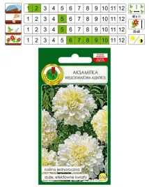 aksamitka-wielokwiatowa-biala-niska-kwiat-pelny-nasiona-pnos