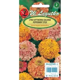cynia-wytworna-daliowa-peppermint-stick-1g-dlugo-kwitnie-nasiona-legutko