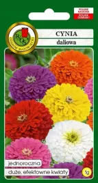 cynia-daliowa-mieszanka-mix-kolorow-1g-pelne-kwiaty-nasiona-pnos