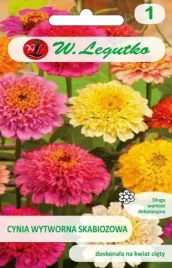 cynia-wytworna-skabiozowa-mieszanka-na-kwiat-ciety-nasiona-legutko