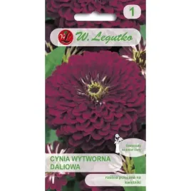 cynia-wytworna-daliowa-violet-queen-fioletowa-purpurowa-nasiona-legutko