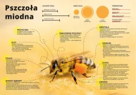tablica-srednia-edukacyjna-pszczola-miodna