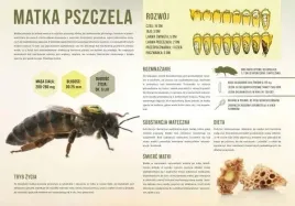 tablica-duza-edukacyjna-matka-pszczela